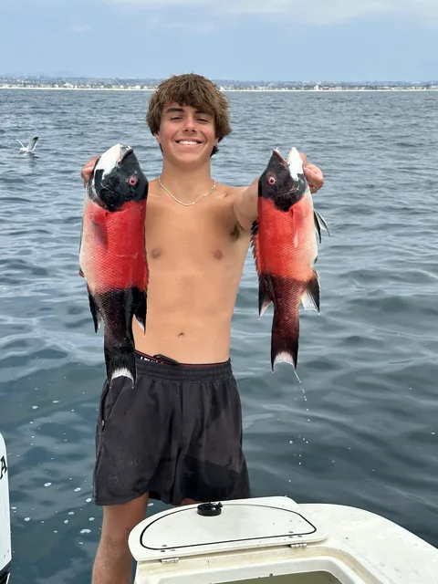 A young angler holding up two California sheephead off the coast.