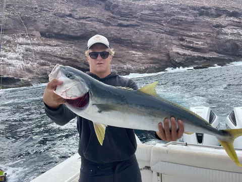 A big yellowtail landed along the island reefs.