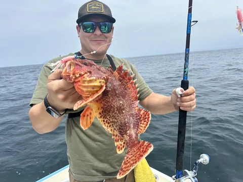 Angler in sunglasses holding a spotted rockfish with his rod on the rail.