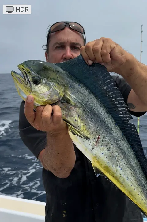 Captain holding a vivid green and gold dorado close to the camera offshore.